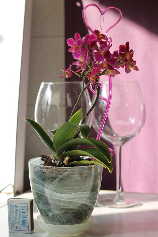 мини орхидеи 
