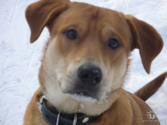 Ищу нашему Рыженькому (пес) новую семью!