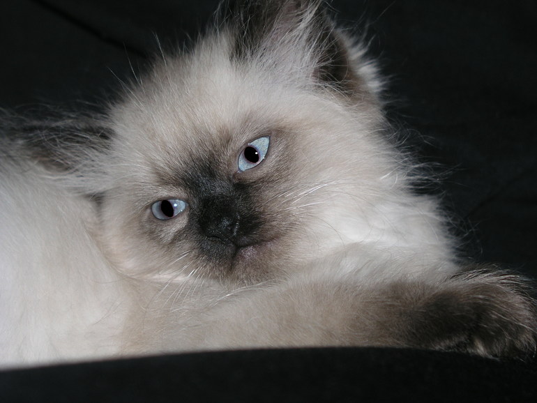 Невские маскарадные кошки