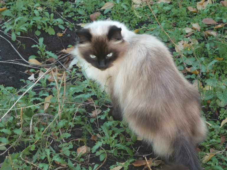 Невские маскарадные кошки