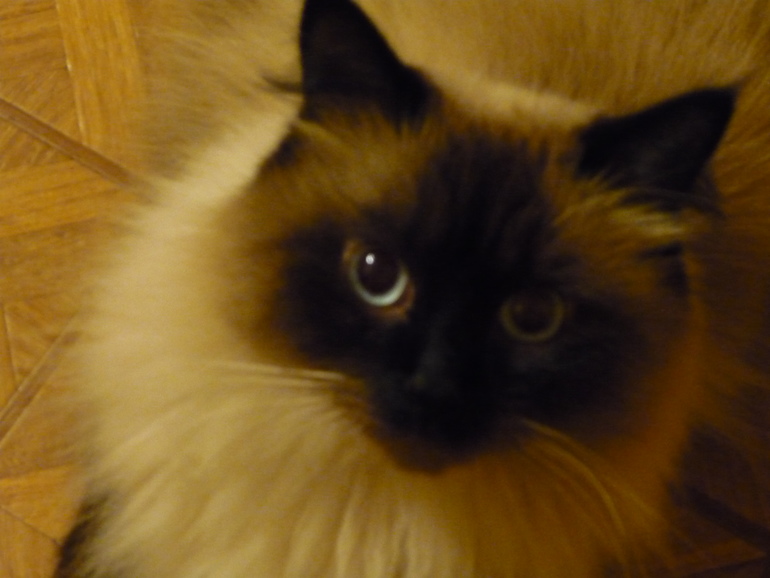 Невские маскарадные кошки