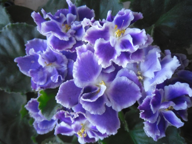 Мои цветут!)