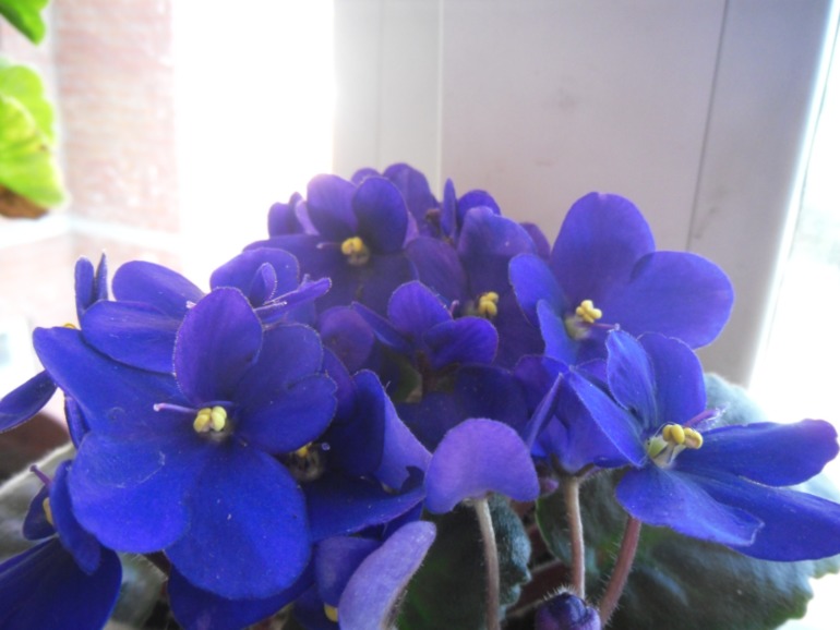 Мои цветут!)