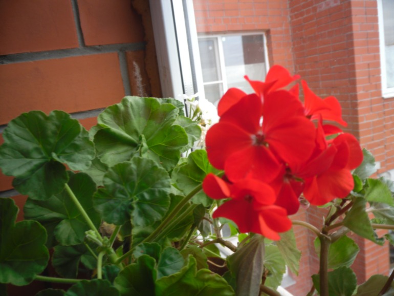 Мои цветут!)