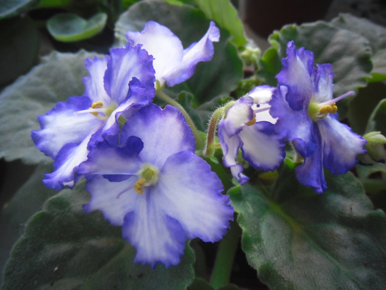 Мои цветут!)