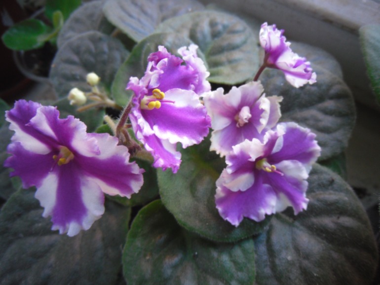 Мои цветут!)