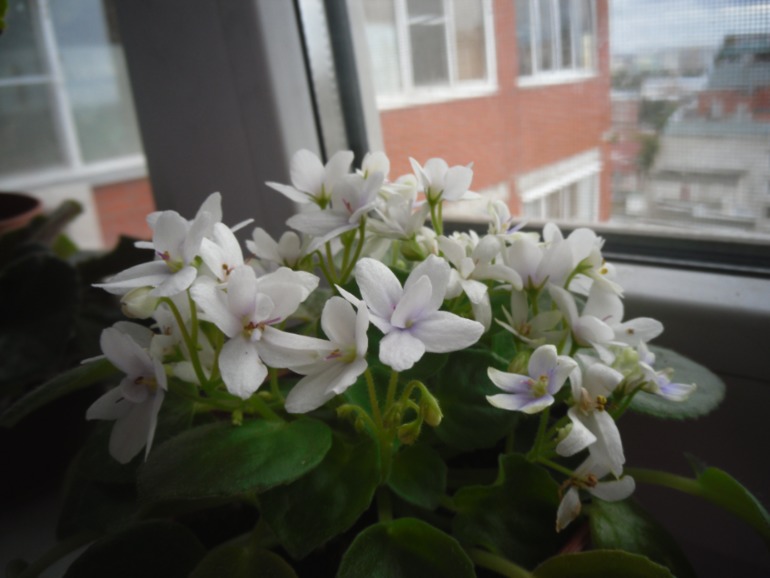 Мои цветут!)