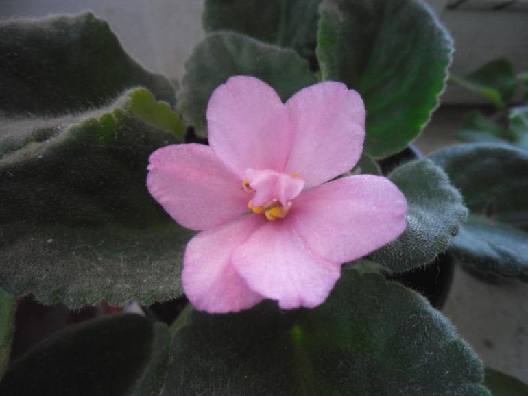 Мои цветут!)