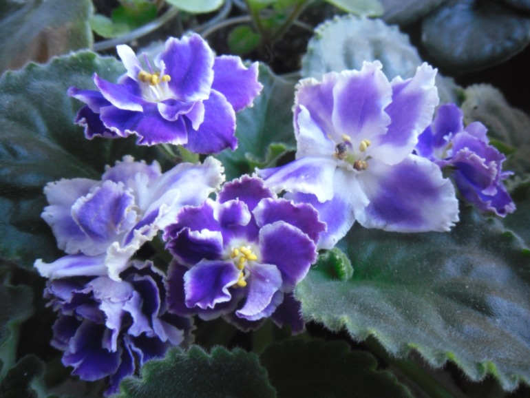 Мои цветут!)