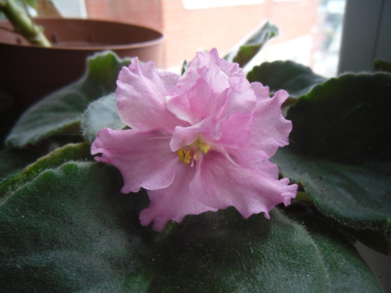 Мои цветут!)