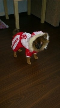 Наш пушистый клоун)))