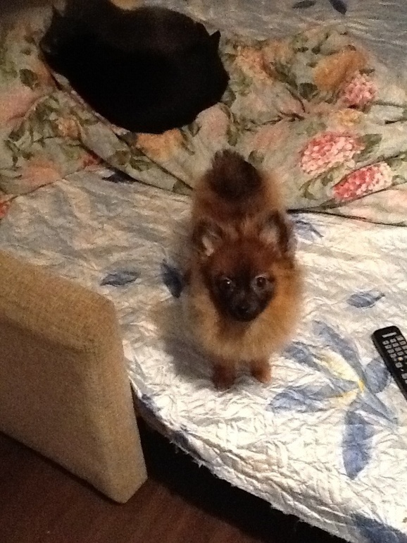 Наш пушистый клоун)))