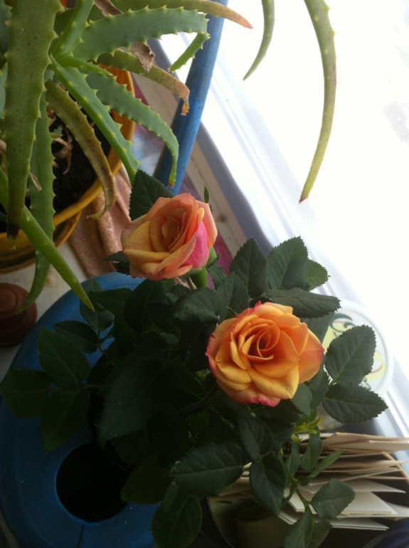 Муж подарил цветочик)