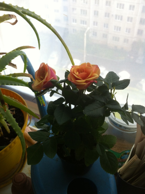 Муж подарил цветочик)