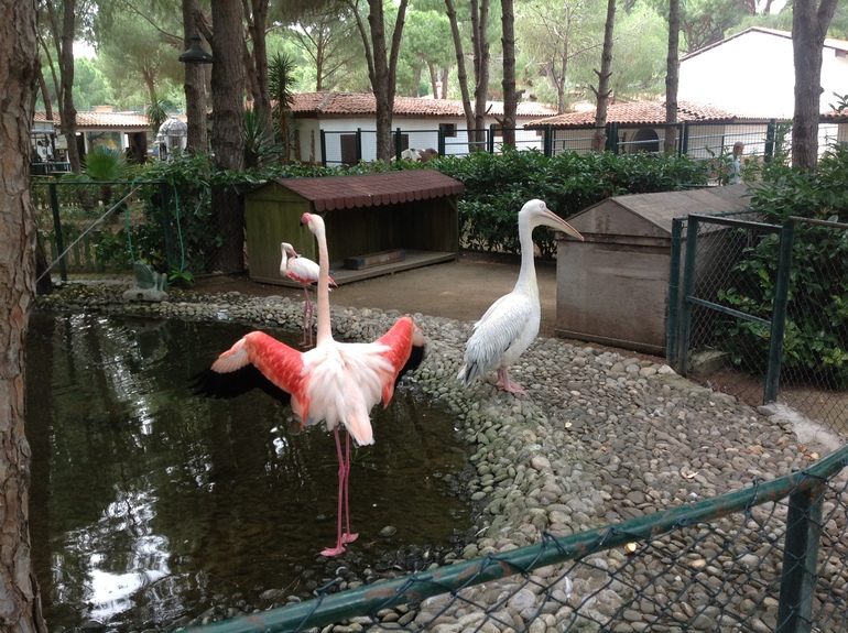 Зоопарк в Иберостар Беллис