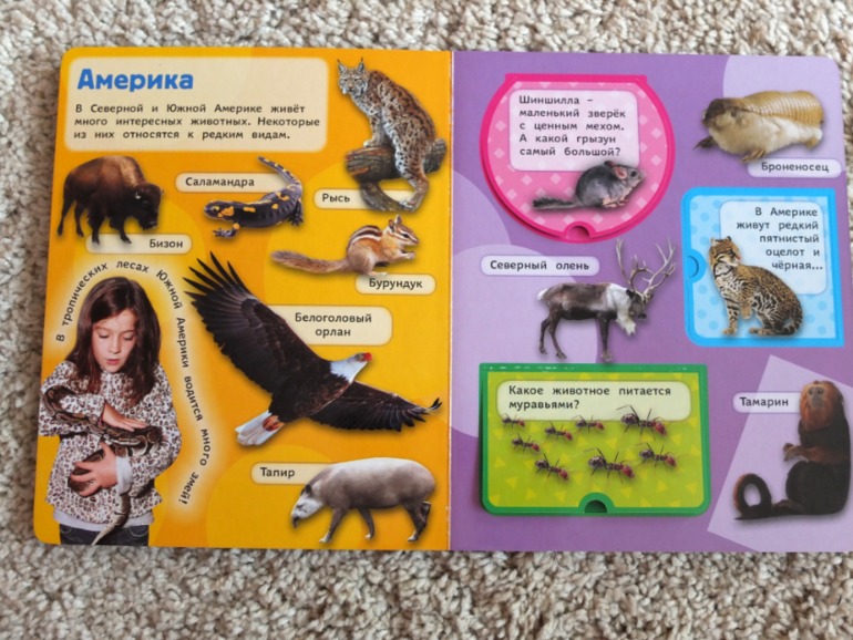 Книги, которые нравятся моему малышу в 1 год (фото разворотов)