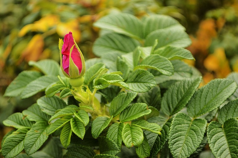 Портреты пока не идут...