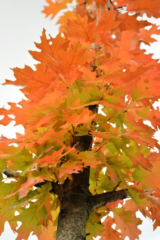 Портреты пока не идут...