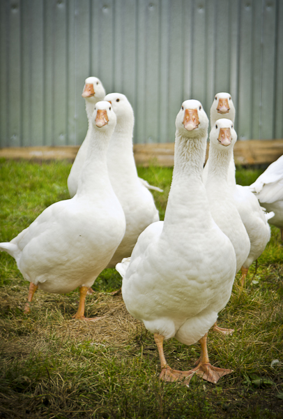 Немного из деревни