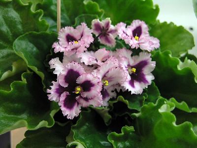 Подскажите, пожалуйста, сорт фиалки