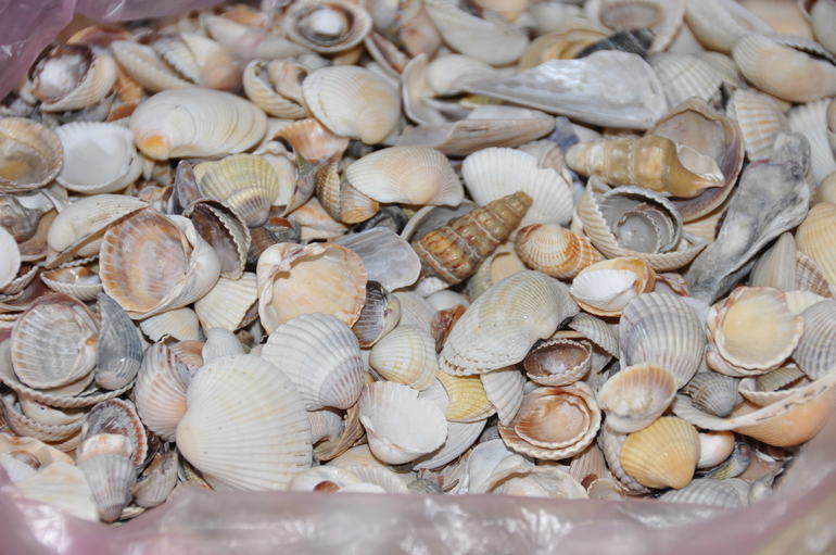 Ракушки обменяю..