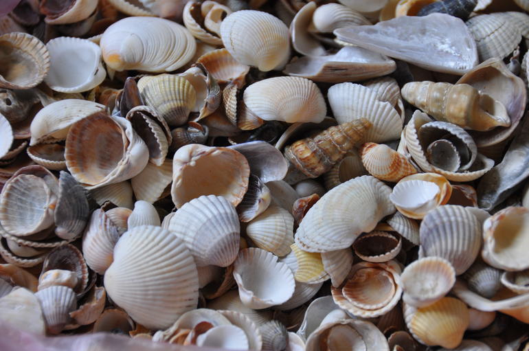 Ракушки обменяю..