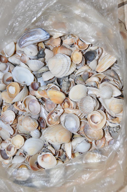 Ракушки обменяю..