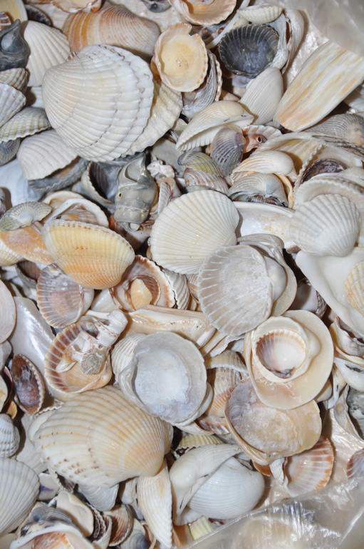 Ракушки обменяю..