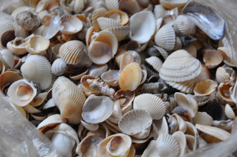 Ракушки обменяю..