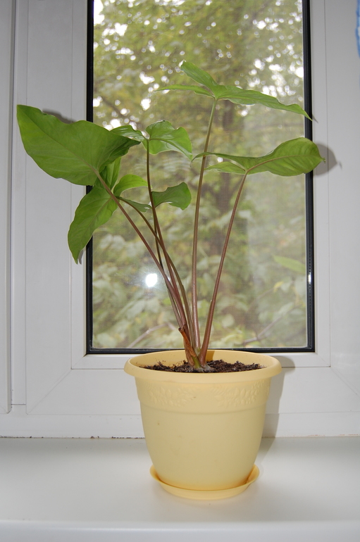 Сингониум в горшке 100р