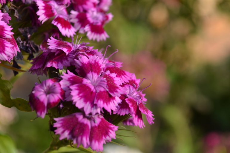 Цветочное. Летнее)