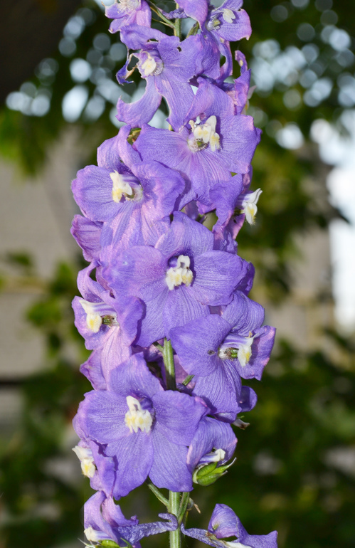 Цветочное. Летнее)