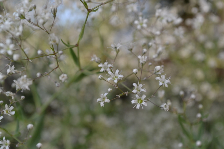 Цветочное. Летнее)