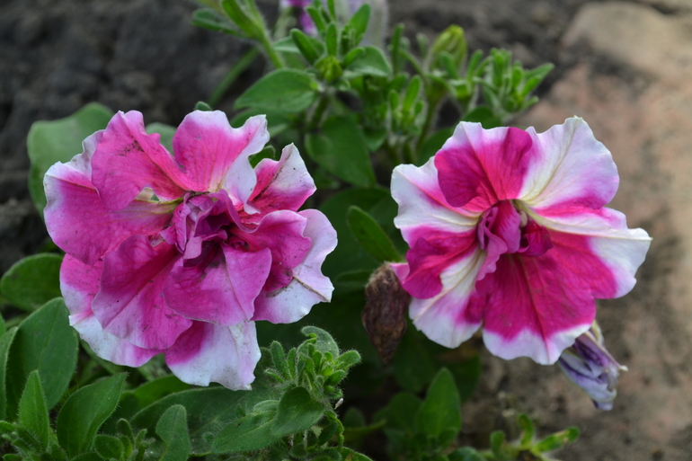 Цветочное. Летнее)