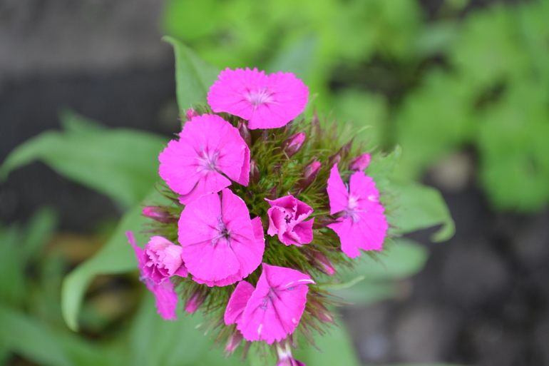 Цветочное. Летнее)