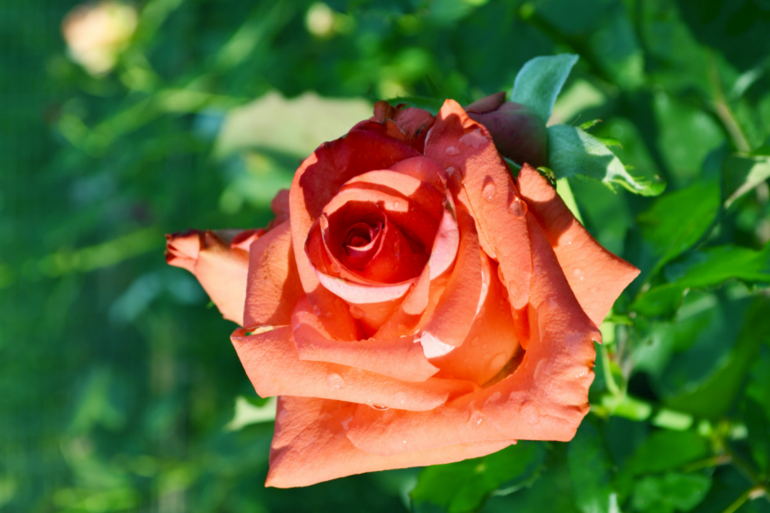 Цветочное. Летнее)