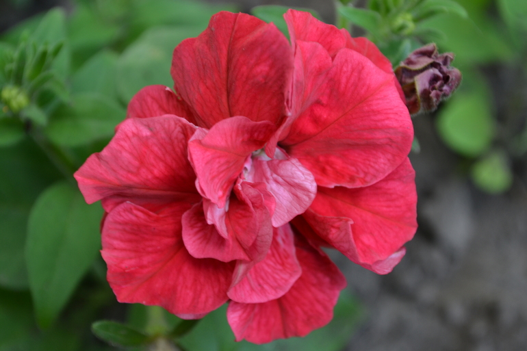 Цветочное. Летнее)