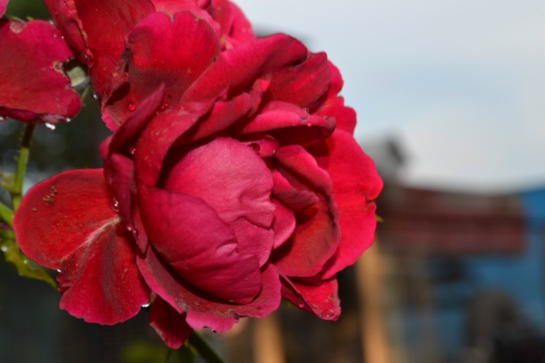 Цветочное. Летнее)