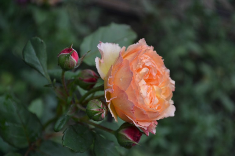 Цветочное. Летнее)