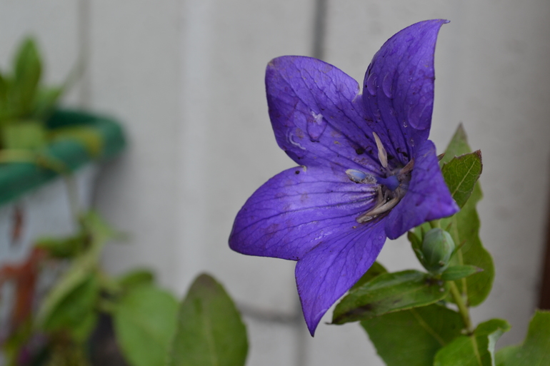 Цветочное. Летнее)