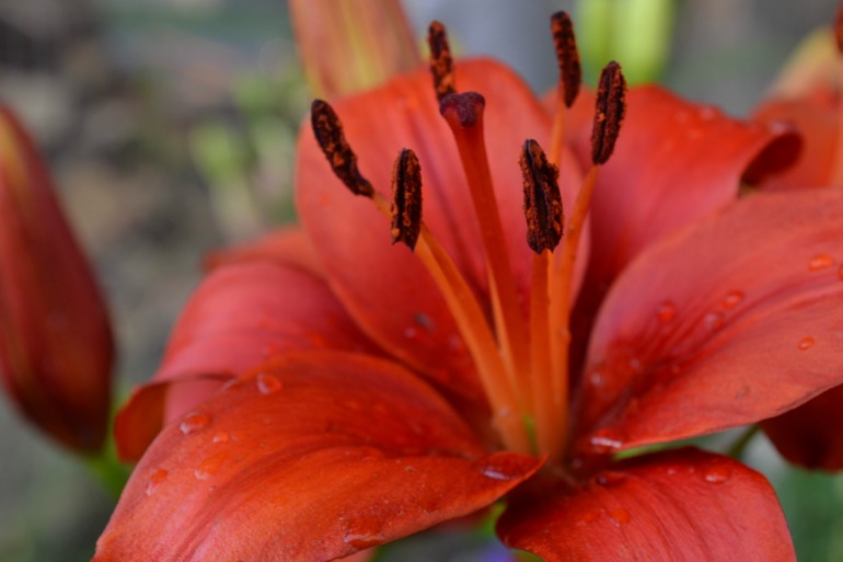 Цветочное. Летнее)