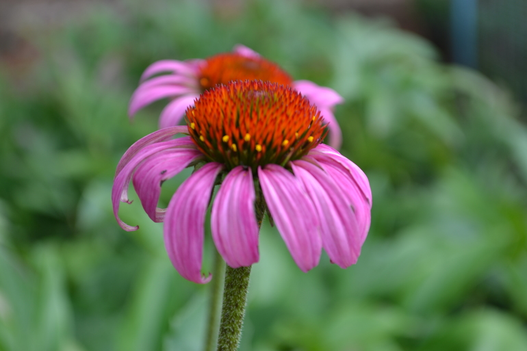 Цветочное. Летнее)