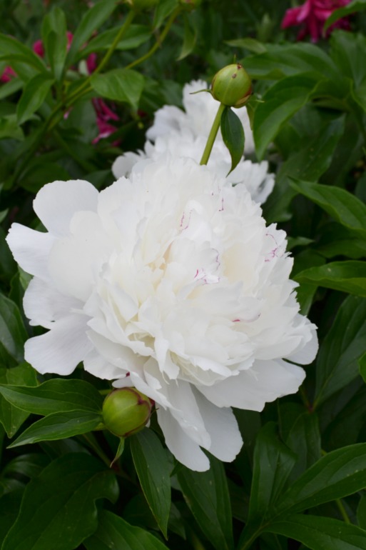 Цветочное. Летнее)