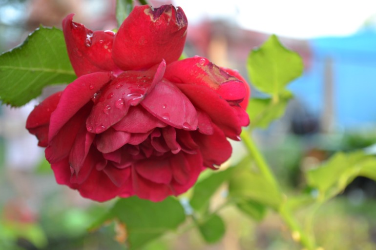 Цветочное. Летнее)