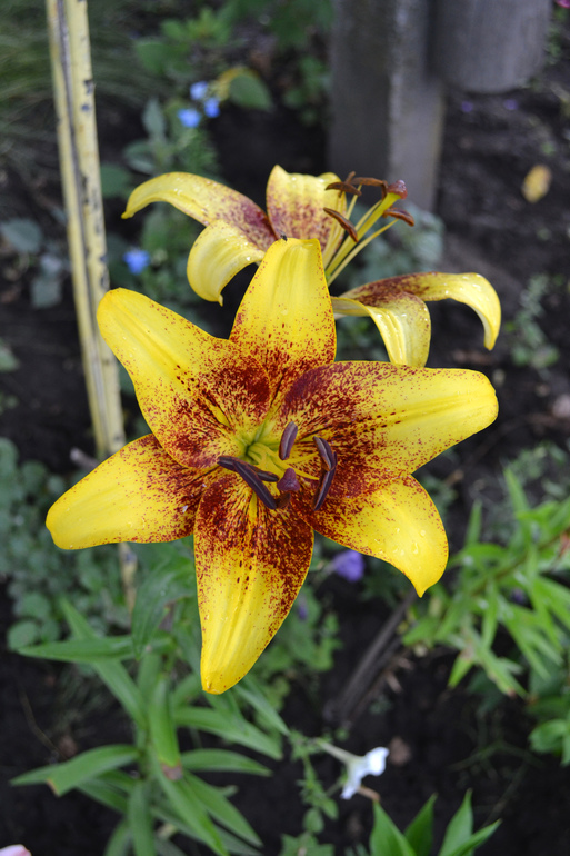 Цветочное. Летнее)