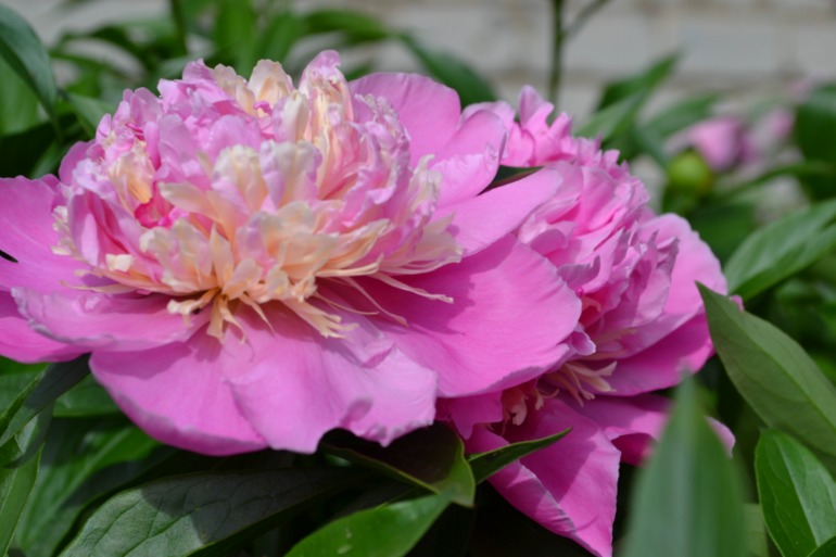 Цветочное. Летнее)