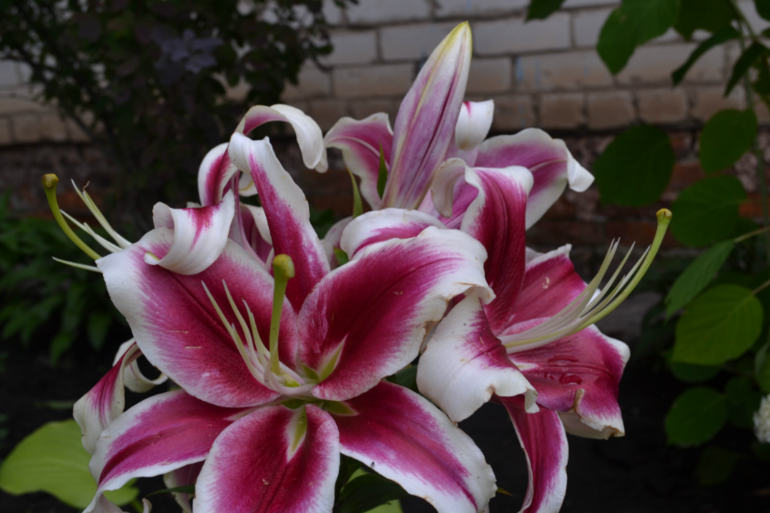 Цветочное. Летнее)