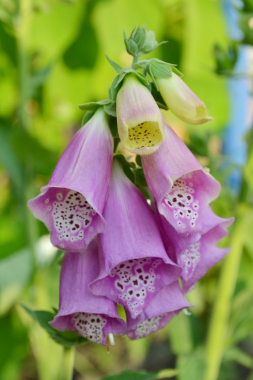 Цветочное. Летнее)