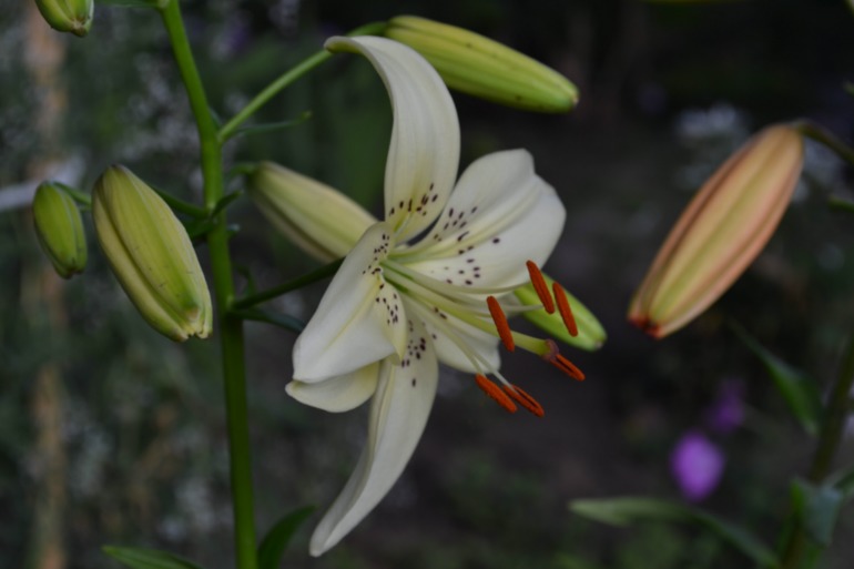 Цветочное. Летнее)