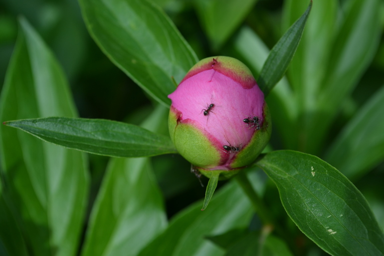 Цветочное. Летнее)